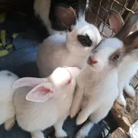 سفیدمشکی|موش و خرگوش|لوندویل, |دیوار