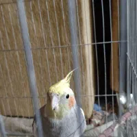 عروس هلندی دستی