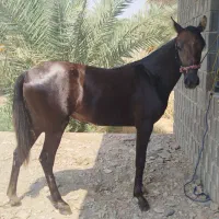 کره مادیون یک ساله