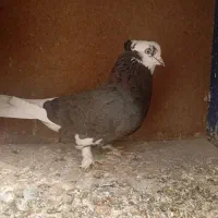 کبوتر شازده سیاه