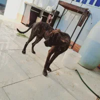 سگ پیتپول واگزاری|سگ|آبادان, |دیوار