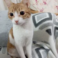 واگذاری گربه DSH