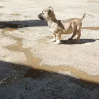 توله های پاکوتاه|سگ|کرمانشاه, |دیوار