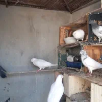 کبوترپرشی ساعت بالا قلعه قاضی محله ابوذر|پرنده|قلعه قاضی, |دیوار