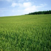 رشد 10 برابری محصولات کشاورزی