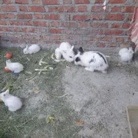 فروش خرگوش|موش و خرگوش|بوکان, |دیوار