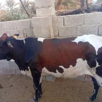 گاو|حیوانات مزرعه|رودبار (کرمان), |دیوار