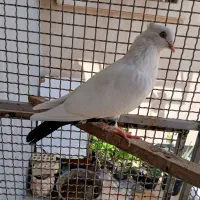 کبوتر دمبی ماده