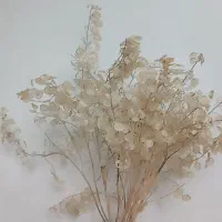 گل سکه ای زیبا