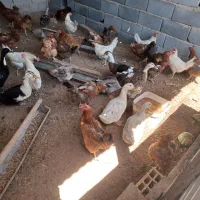 اردک سالمو چاق معاوضه با کفتر|پرنده|شهرضا, |دیوار