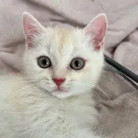 گربه بریتیش تحویل حضوری در اهواز