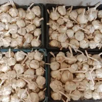 سیر تازه برداشت ۴سبد