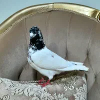 کفتر ماده پاکستانی اصل