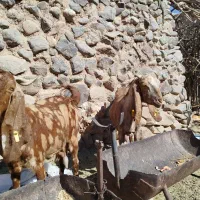 بزپاکستانی|حیوانات مزرعه|کرمان, |دیوار