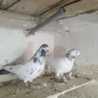 ی جفت نر تهرانی