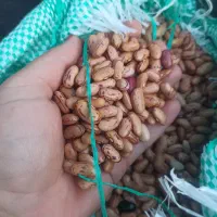 لوبیا چیتی ازبکی|خوردنی و آشامیدنی|شیراز, دارالرحمه|دیوار
