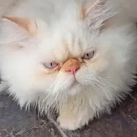 گربه پرشین اصل