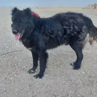 سگ گله|سگ|مبارکه, |دیوار