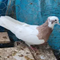 کفتر طوق زرد نر