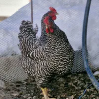 تخم نطفه دار نژاد آمروک آمریکایی اصل