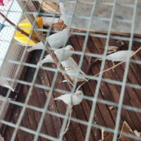 فنچ نر و ماده بالغ