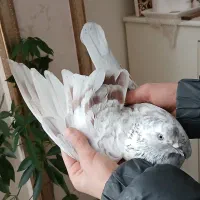 کبوتر پرشی|حیوانات|پردیس, فاز ۱|دیوار