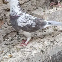 جوجه پرشی|پرنده|قم, علی آباد سعدگان|دیوار