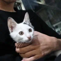 گمشده