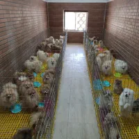 پرورش تخصصی نژاد پامرانین خرسی عروسکی روباهی