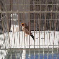 سره|پرنده|کرج, کوی امامیه|دیوار