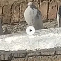 کبوتر فراری