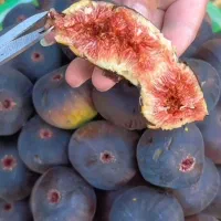 نهال پر کیفیت و اصلاح شده