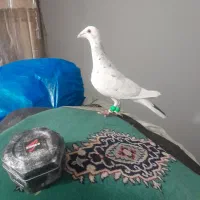 کفتر  رنگی .شهرستانی. تهرانی.