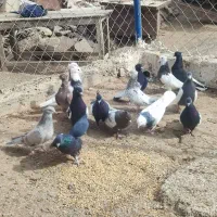 فروش کبوتر تهرانی