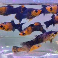 انواع ماهی زینتی|ماهی|مشهد, حسابی جنوبی (شهرک غرب)|دیوار