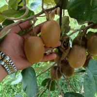 خریدار کیوی شما به نرخ روز به صورت تناژ بالا