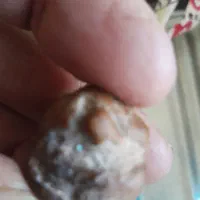 شهاب سنگ کوچولو|کلکسیون اشیاء عتیقه|خفر, |دیوار