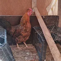 کویه علوی