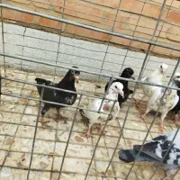 ۸عدد جوجه هیچ پر دورگ پلاکی