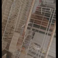 عروس هلندی|پرنده|نی‌ریز, |دیوار