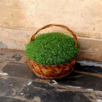 سبزه مراسمات|گل و گیاه طبیعی|نورآباد, |دیوار