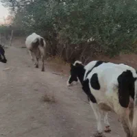 گاو محلی|حیوانات مزرعه|وردشت, |دیوار