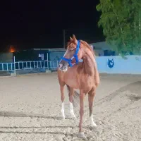 اسب|اسب و تجهیزات اسبسواری|بهبهان, |دیوار