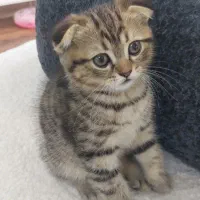 ۲تا بچه گربه دو ماهه اسکاتیش انفولدچشم سبز