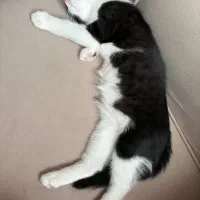 واگذاری گربه