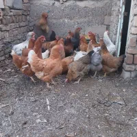 مرغهای تخمگذار