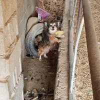 سگ پامرانین|سگ|داراب, |دیوار