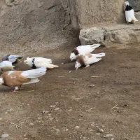 کبوترنقابی