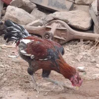 خروس لاری|حیوانات مزرعه|زرند, |دیوار