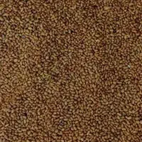 بذر یونجه همدان 60کیلو فروش بصورت یکجا